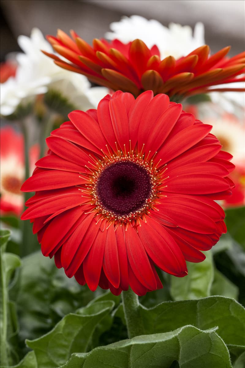 Gerbera Revolution