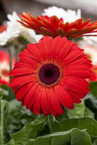 Gerbera Revolution