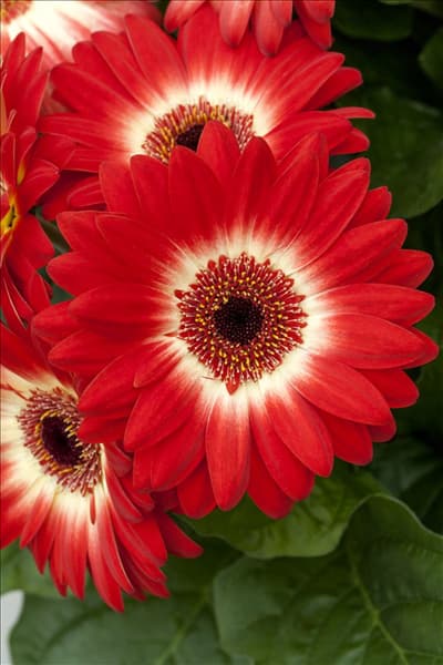 Gerbera Revolution