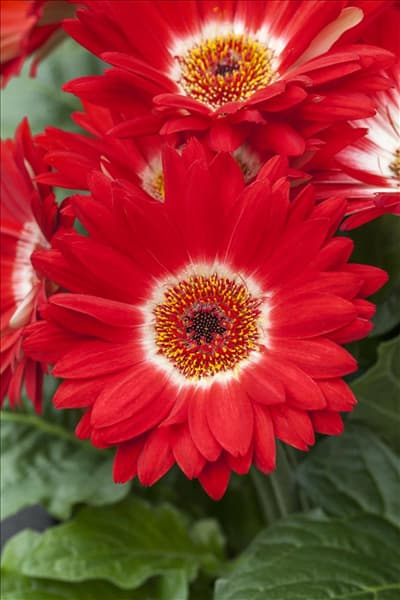 Gerbera Revolution