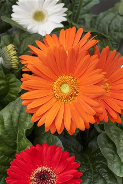 Gerbera Revolution