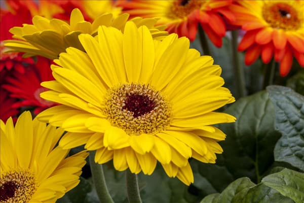 Gerbera Revolution