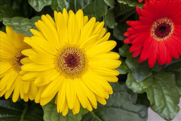 Gerbera Revolution