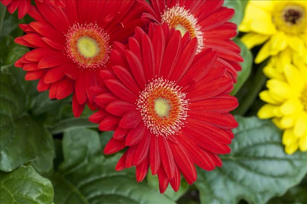 Gerbera Revolution