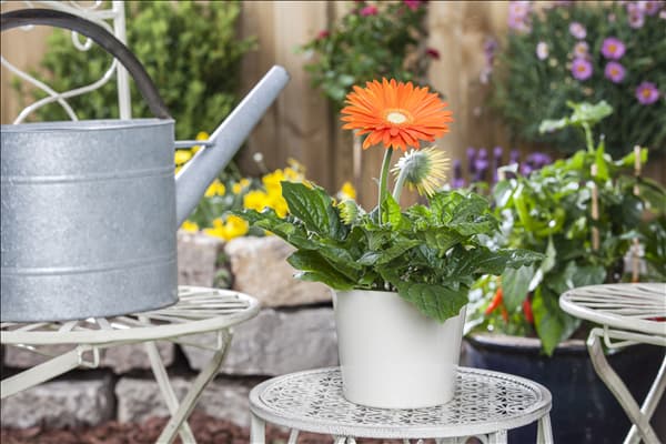 Gerbera jamesonii