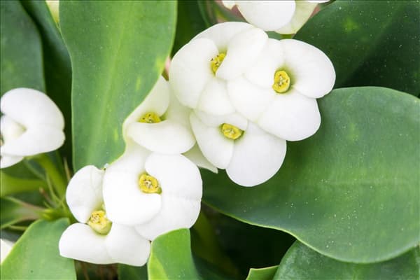 Euphorbia milii