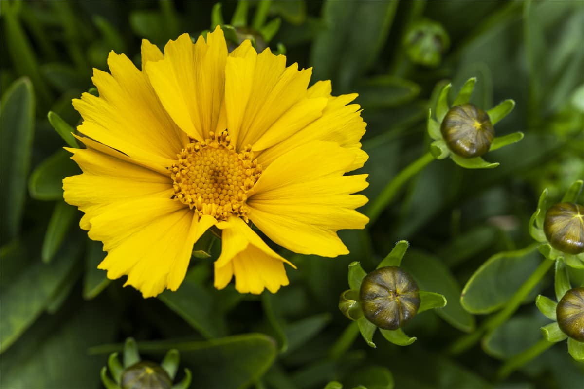 Coreopsis