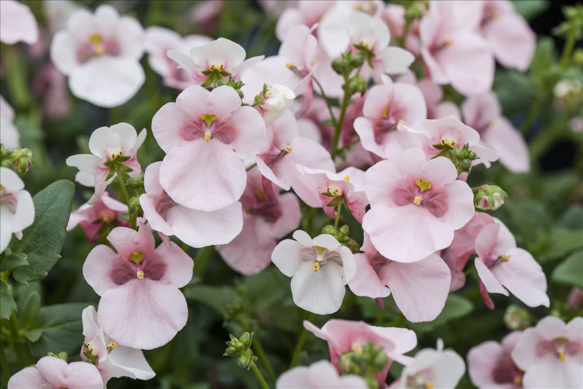 Diascia 'BREEZEE™ Plus Appleblossom'