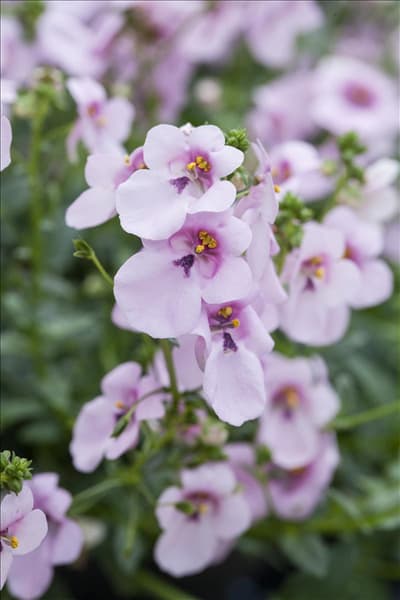 Diascia 'BREEZEE™ Plus Pastel'