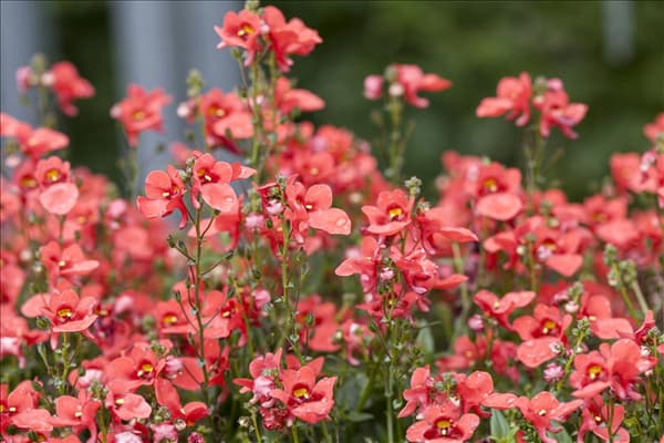 Diascia barberae Juliet™ 'Orange'
