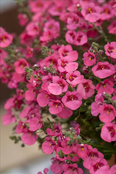 Diascia vigilis 'Little`s Dreamer'