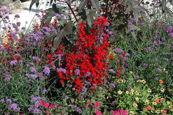 Diascia