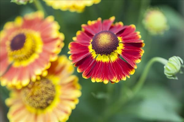 Helenium autumnale