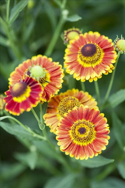 Helenium autumnale