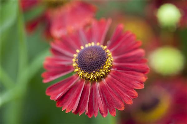 Helenium autumnale