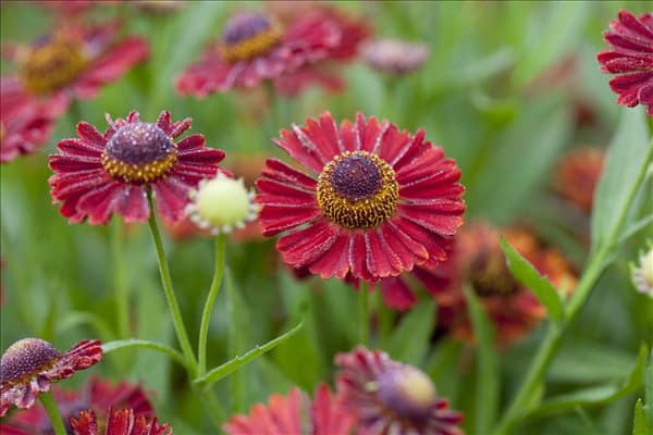 Helenium autumnale 'Mariachi Siesta'