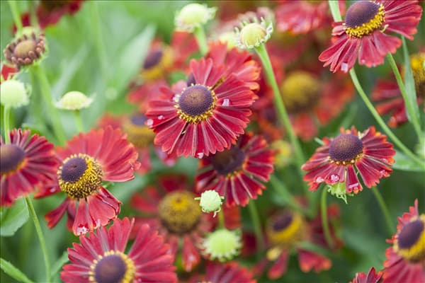 Helenium autumnale