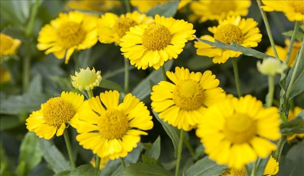 Helenium autumnale