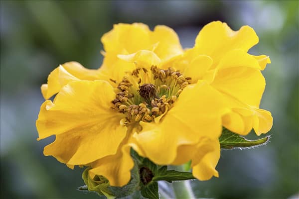 Geum chiloense