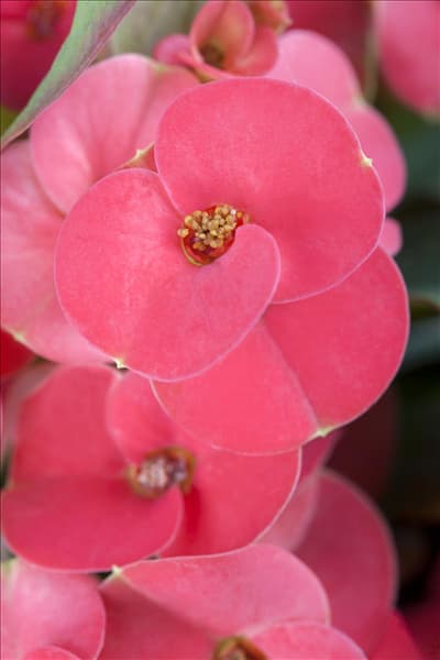 Euphorbia milii, rosa