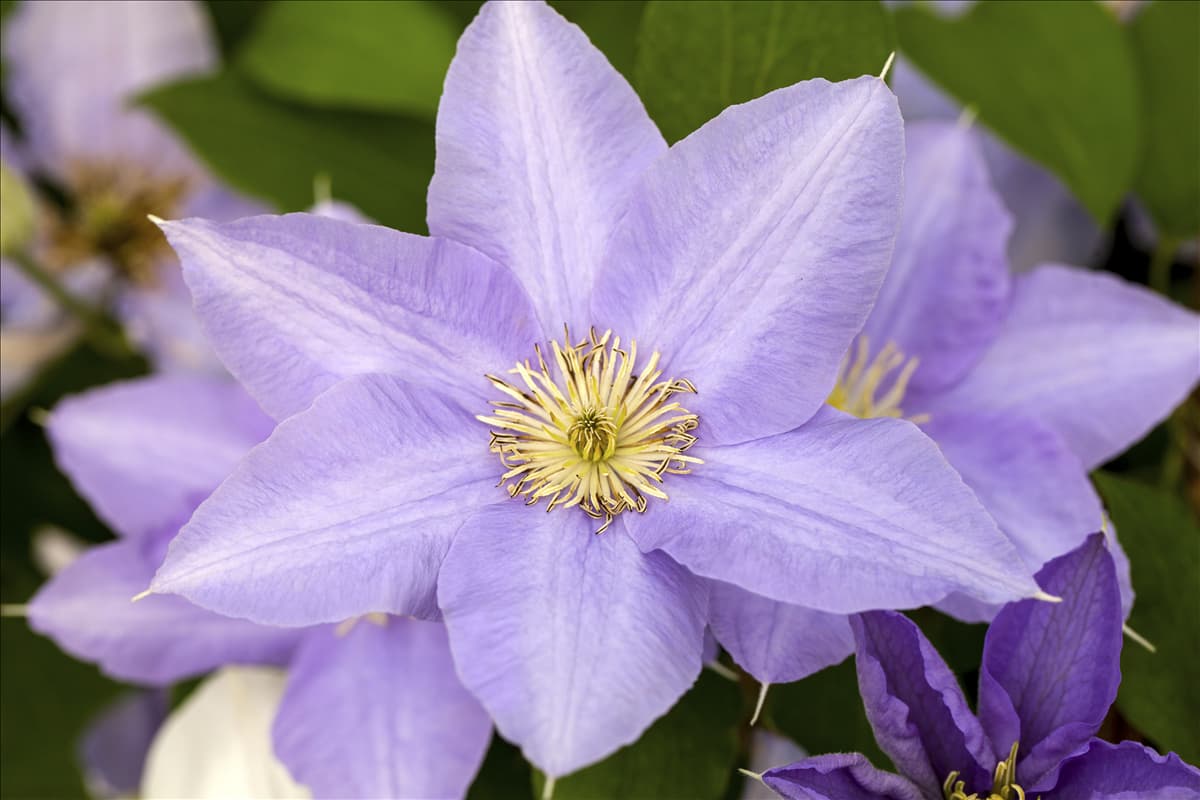 Clematis 'Cezanne'