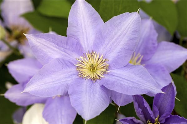 Clematis 'Cezanne'