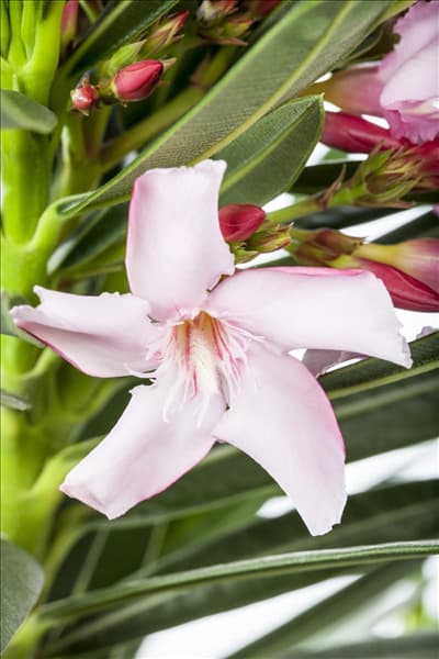 Nerium oleander