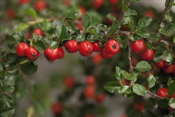 Cotoneaster praecox 'Boer'