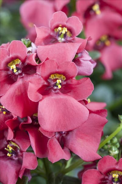 Diascia barberae