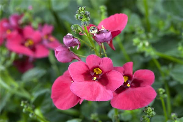 Diascia barberae