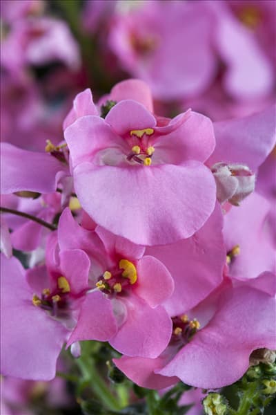 Diascia barberae