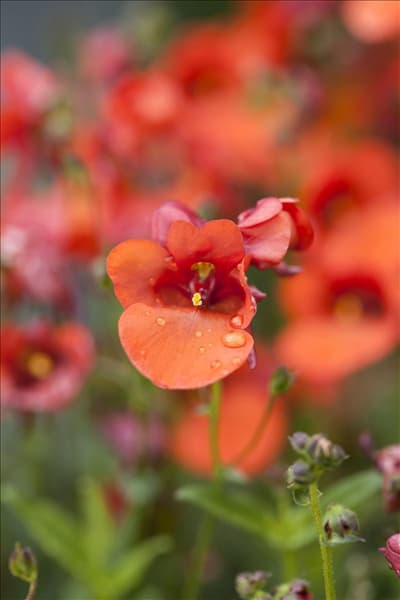 Diascia barberae Genta™ 'Papaya'