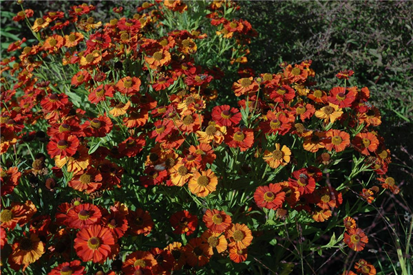 Helenium 'Moerheim Beauty'