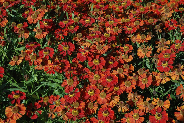 Helenium 'Moerheim Beauty'