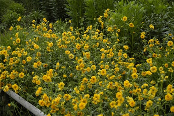 Geum chiloense 'Goldball'