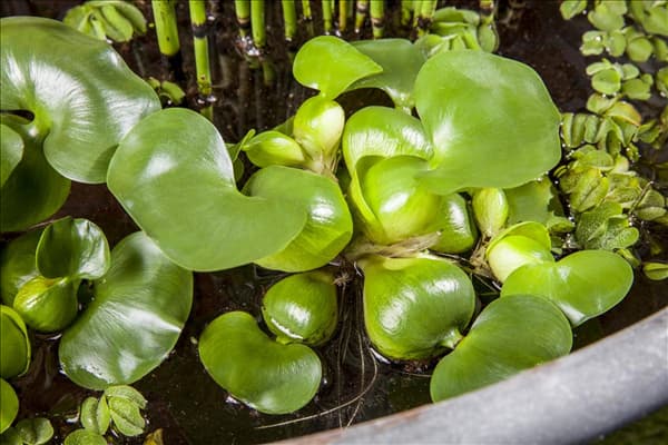 Eichhornia crassipes