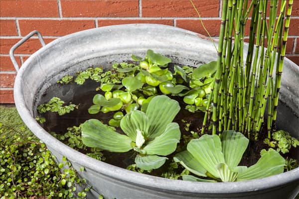 Pistia stratiotes