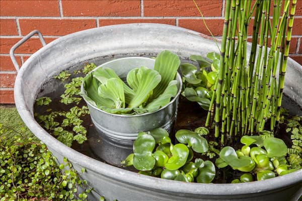 Pistia stratiotes