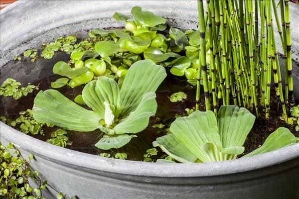 Pistia stratiotes
