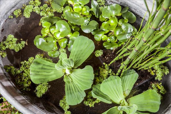 Pistia stratiotes