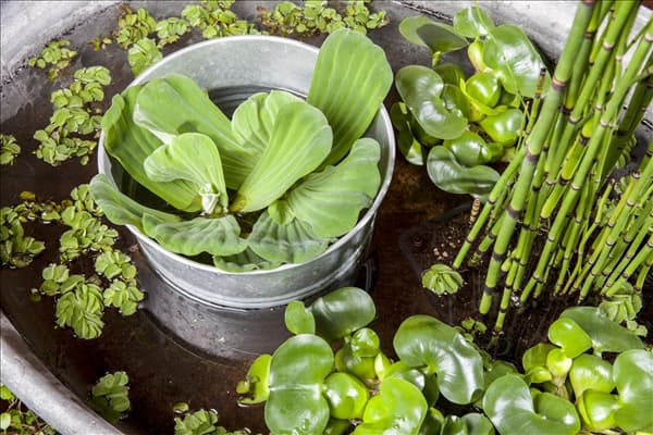 Pistia stratiotes