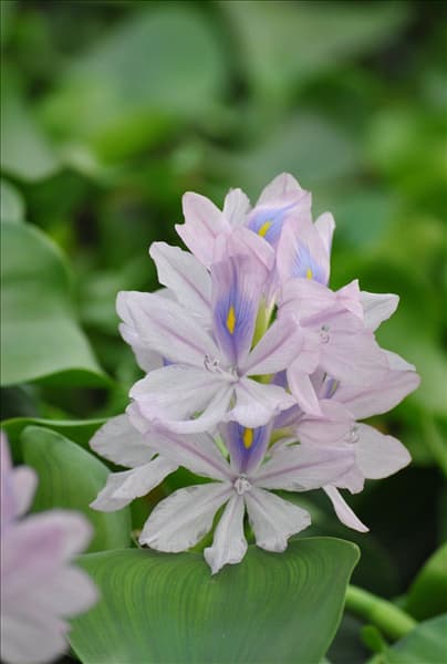Eichhornia crassipes