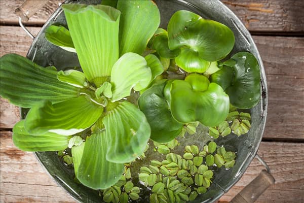 Salvinia natans