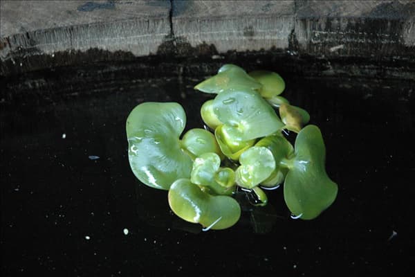 Eichhornia crassipes