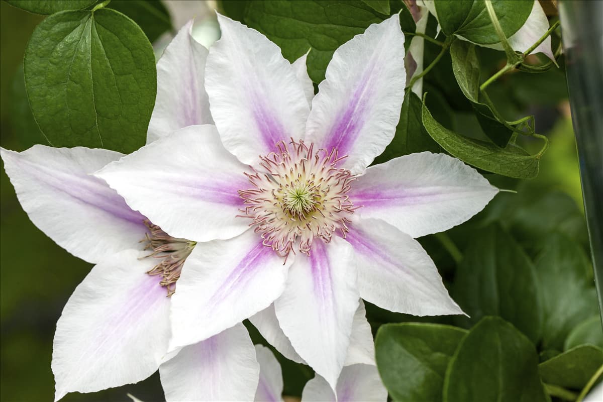 Clematis 'Corinne'