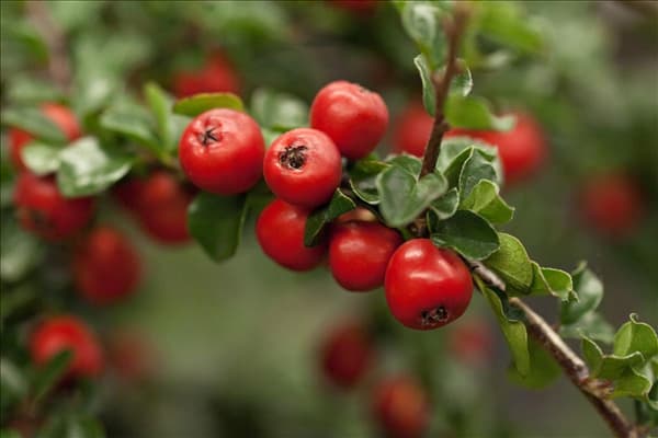 Cotoneaster praecox 'Boer'