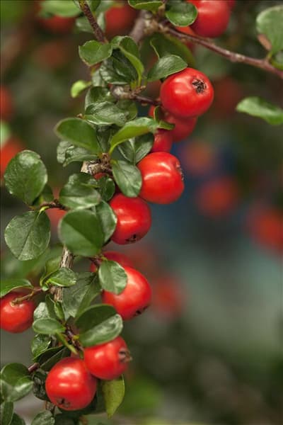 Cotoneaster praecox 'Boer'