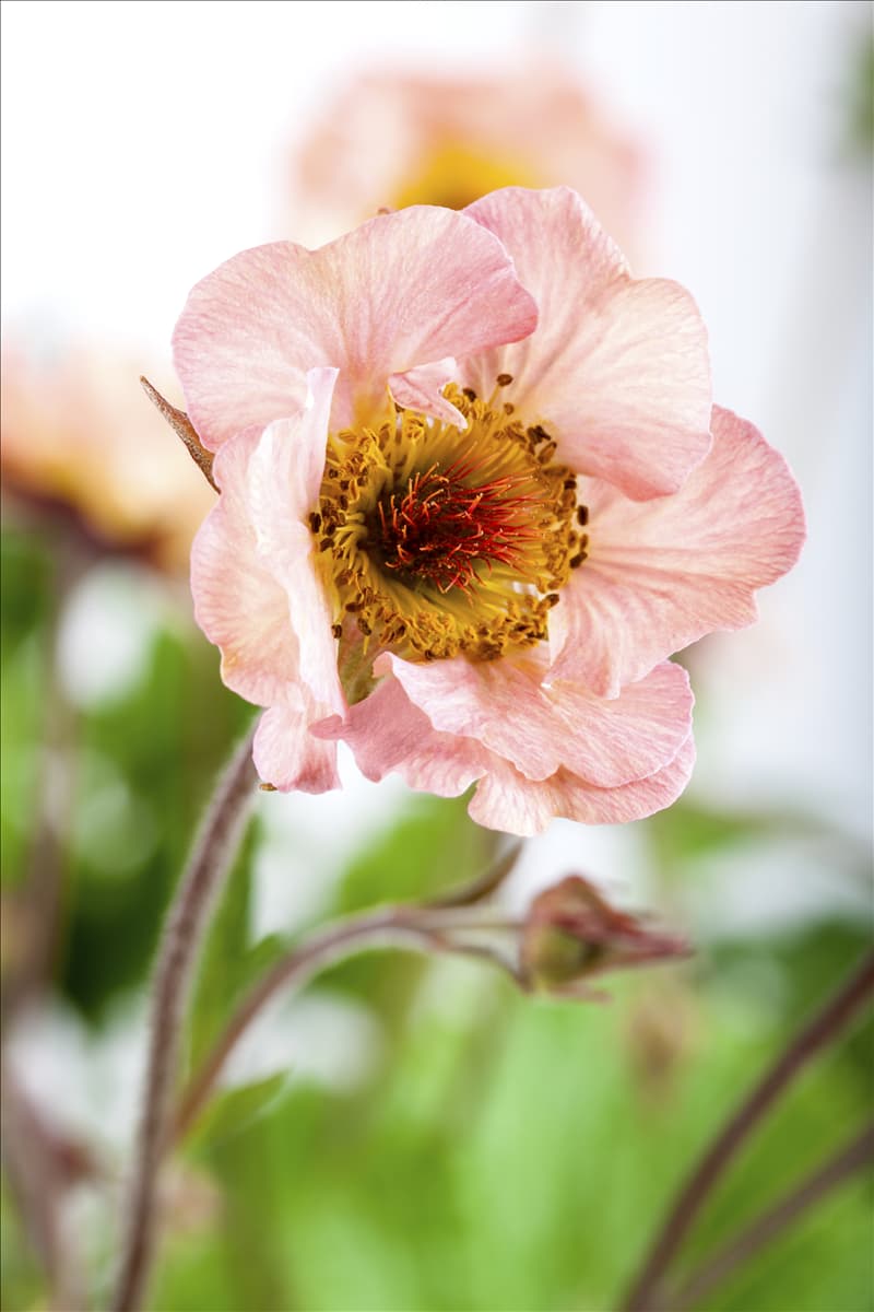 Geum chiloense 'Mai Tai'