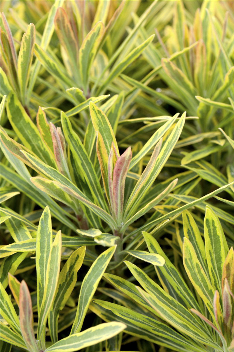 Euphorbia polychroma 'Ascot Rainbow'