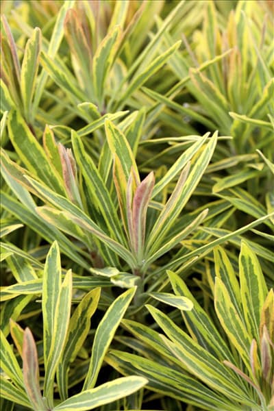 Euphorbia polychroma 'Ascot Rainbow'